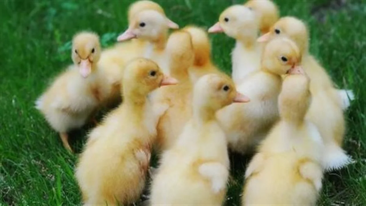 مؤشر السوق.. أسعار الكتاكيت البلدي والساسو في المزارع اليوم